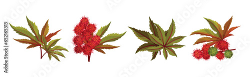 Castor Plant with Green Palmate Leaves and Red Fruit Vector Set