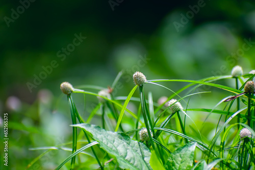 Kyllinga nemoralis, the white water sedge or whitehead spikesedge, is a plant species in the sedge family, Cyperaceae. photo