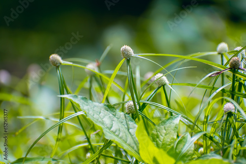 Kyllinga nemoralis, the white water sedge or whitehead spikesedge, is a plant species in the sedge family, Cyperaceae.