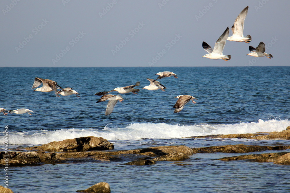 birds on the shores of the Mediterranean Sea in northern Israel birds on the shores of the Mediterranean Sea in northern Israel