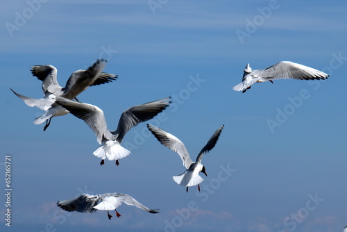 birds on the shores of the Mediterranean Sea in northern Israel