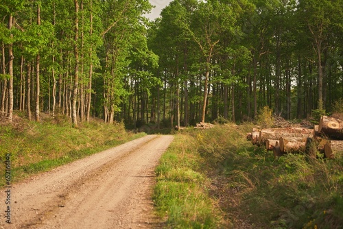 Big logs of wood are prepared in a sawmill for the production of furniture and lumberwood. Ecological Damage. photo