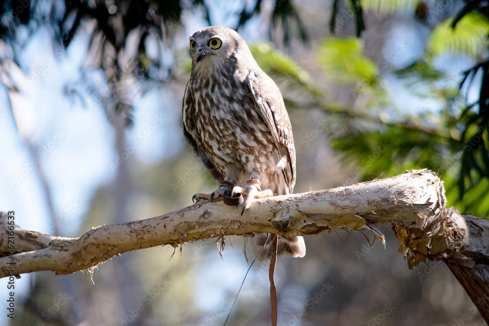 The barking owl has bright yellow eyes and no facial-disc. Upperparts are brown or greyish-brown, and the white breast is vertically streaked with brown. The barking owl has bright yellow eyes and no facial-disc. Upperparts are brown or greyish-brown, and the white breast is vertically streaked with brown.