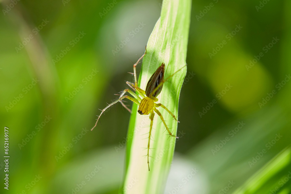 Close-up view of spider on green leaves