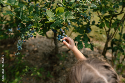 Indiana U-pick farm: Toddler girl reaches for a ripe blueberry.