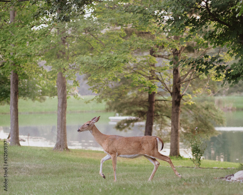 Doe strolls by summer lake in Fort Wayne  Indiana.