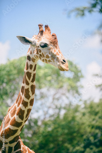 Beautiful Giraffe showing off on a warm day photo