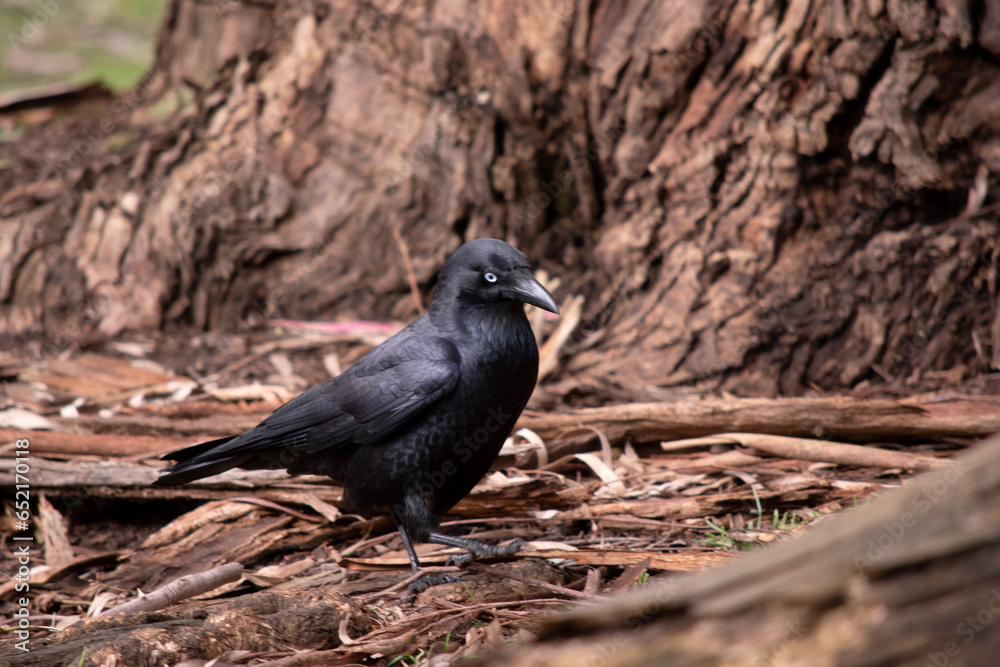 Fototapeta premium Australian Ravens are black with white eyes in adults. The feathers on the throat (hackles) are longer than in other species