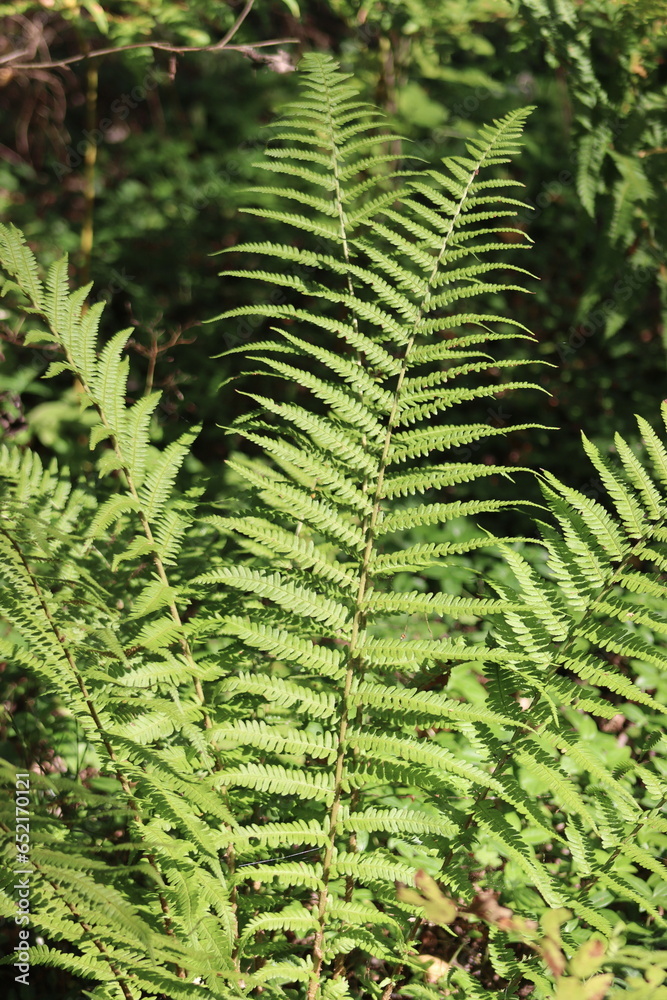 A fern, a male fern, grows in the forest in summer A fern, a male fern, grows in the forest in summer