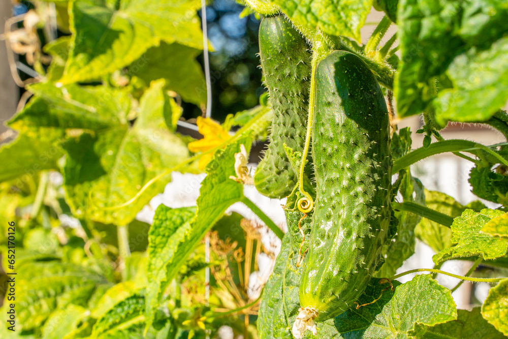 Cucumbers growing in a vegetable garden on a sunny summer day, close-up Cucumbers growing in a vegetable garden on a sunny summer day, close-up