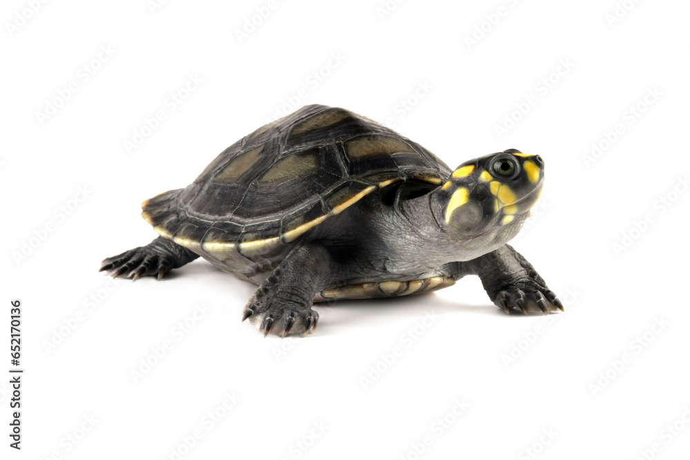 Fototapeta premium Clown turtle isolated on white, podocnemis unifilis
