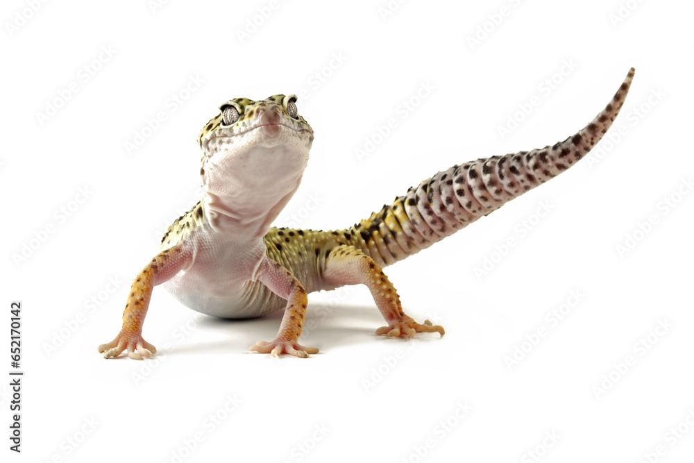 Leopard gecko lizard isolated on white, eublepharis macularius - obrazy, fototapety, plakaty 