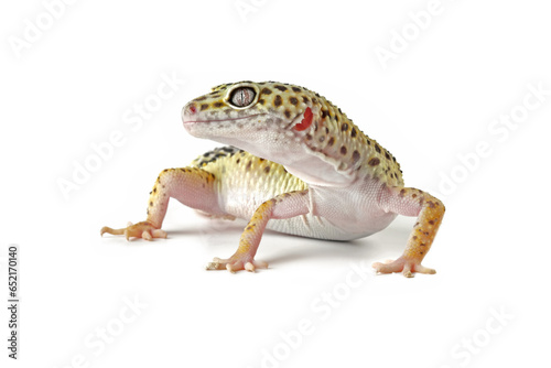 Leopard gecko lizard isolated on white, eublepharis macularius