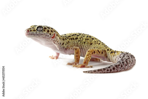 Leopard gecko lizard isolated on white, eublepharis macularius