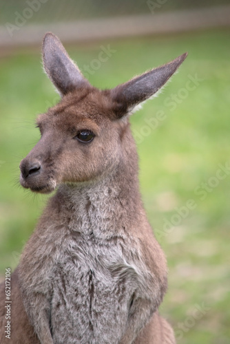 Western grey kangaroos have short hair, powerful hind legs, small forelimbs, big feet and a long tail. They have excellent hearing and keen eyesight.