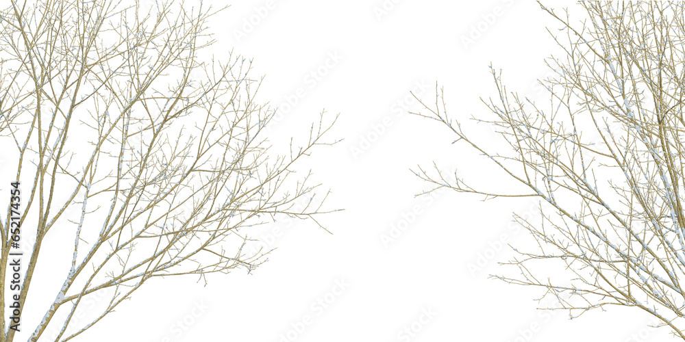 Fototapeta premium Winter tree isolated on white
