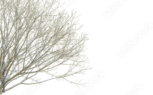 Winter tree branches with snow isolated