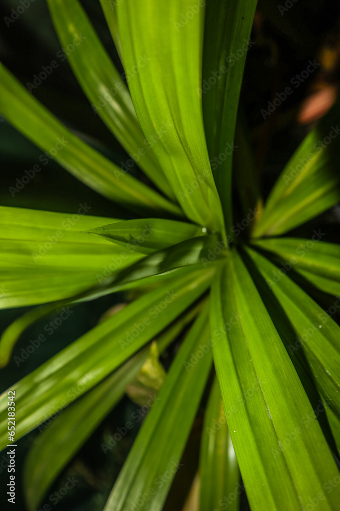 Pandan leaf 