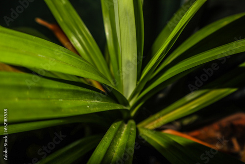 Pandan leaf 