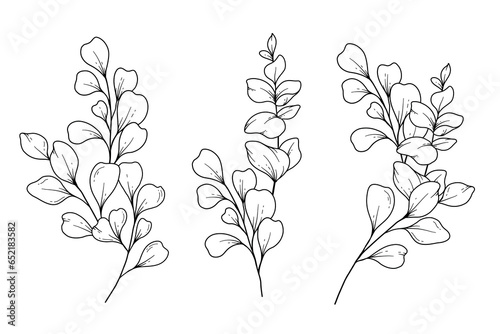 Eucalyptus Greenery Line Art, Fine Line Leaves Hand Drawn Illustration. Botanical Coloring Page. Outline Leaves Isolated on White