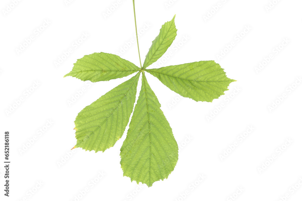 PNG, a chestnut leaf isolated on white background PNG, a chestnut leaf isolated on white background