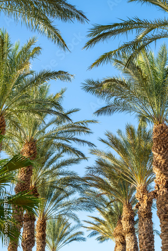 Two rows of palm trees against a blue sky in Eilat  Israel. 