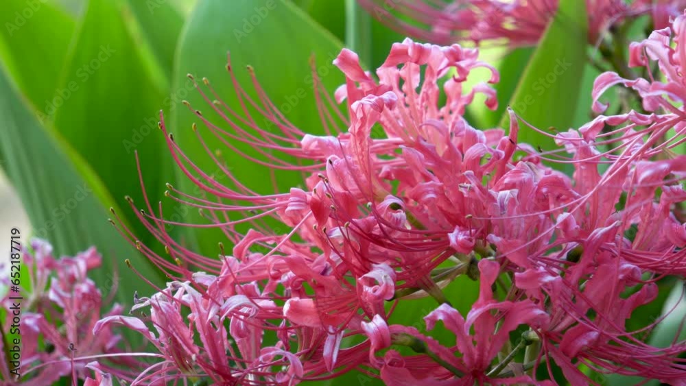 other shore flower, also known as Mansa Zhuhua, also known as stone garlic, dragon claw flower, flower of life and death. The word is other shore flower, also known as Mansa Zhuhua, also known as stone garlic, dragon claw flower, flower of life and death. The word is