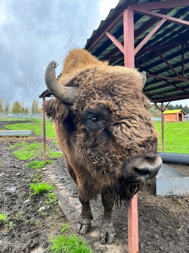 Big brown american bison in zoo park 