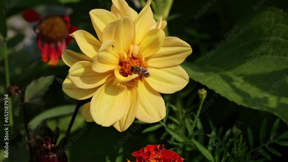 bee extracts nectar from yellow dahlia. bee extracts nectar from yellow dahlia.