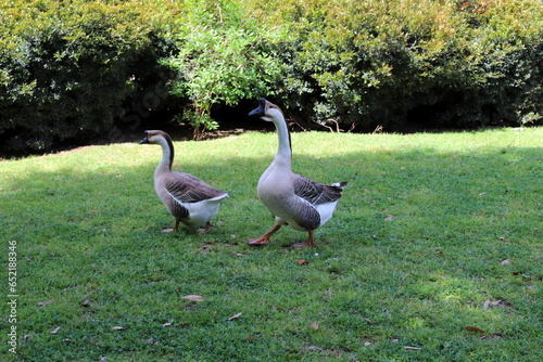 birds on a playground in a city park in northern Israel