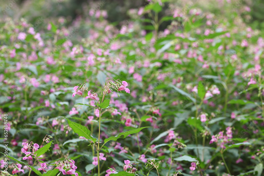 Flowers of invasive plant Impatiens glandulifera or Himalayan Balsam or policeman's helmet flowers in full bloom in natural background Flowers of invasive plant Impatiens glandulifera or Himalayan Balsam or policeman's helmet flowers in full bloom in natural background