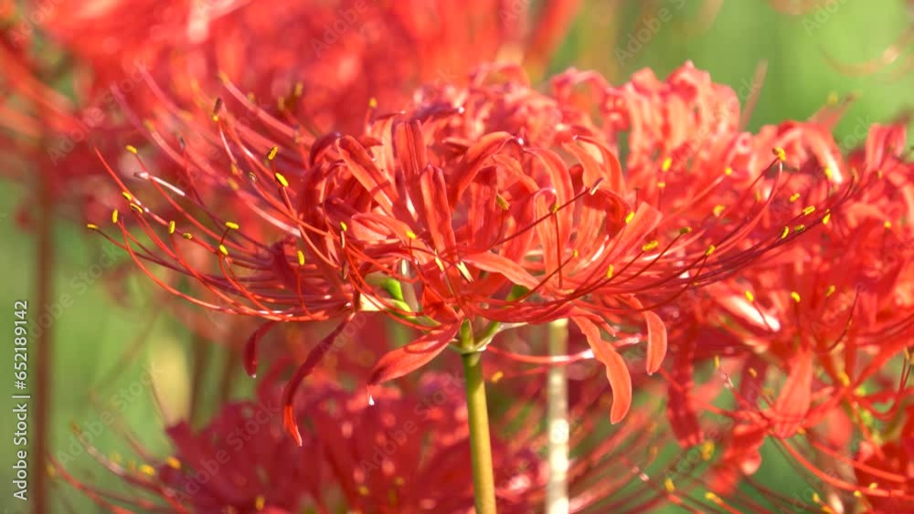 other shore flower, also known as Mansa Zhuhua, also known as stone garlic, dragon claw flower, flower of life and death. The word is other shore flower, also known as Mansa Zhuhua, also known as stone garlic, dragon claw flower, flower of life and death. The word is