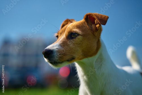 Adorable portrait of cute dog outdoors  close up. Active pet posing against green grass background. JAck Russell terrier walking at summer day