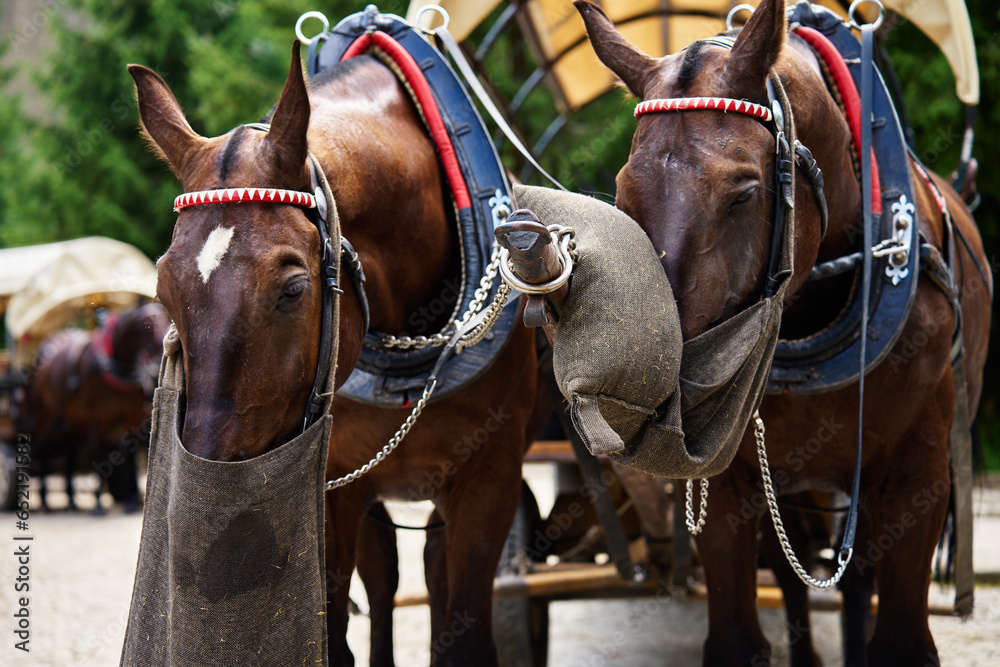 Obraz premium Horse harness with cart in mountain forest. Traditional transport for tourists in Morskie Oko, Poland. Harnessed horses eat food from bags