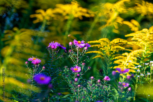 Purple aster and goldenrod flower plants in garden photo