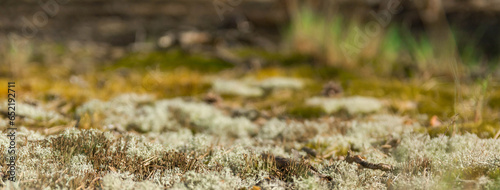 Colorful lichen colony on rock surface. illustration for symbiosis or natural abstract background.