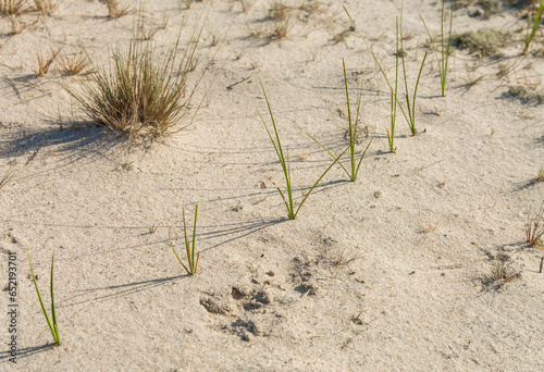 Lonely dry plants against a background of light sand. Dejection and abandonment. Sad mood.