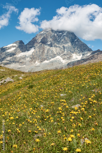 The Matterhorn mount with dandelion meadow in the foreground and blurred background