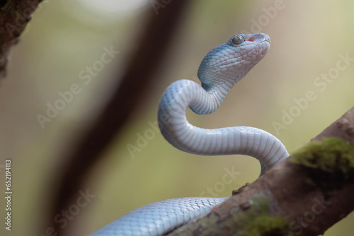 Blue Viper aka Trimeresurus Insularis in Nature