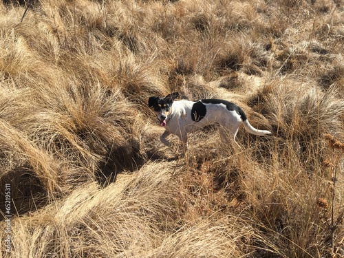 Happy dog walking in the veld grasses