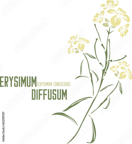 Erysimum diffusum flowers and leafs vector silhouette in color. Set of medicinal Erysimum canescens Roth plant in color image for pharmaceuticals. Medicinal herbs color drawing