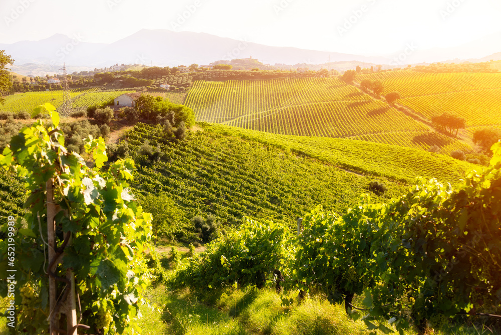 Countryside landscape with vineyard on hill lit by sun