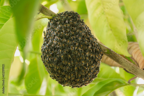 Natural bee hive on tree in garden,selective focus.
