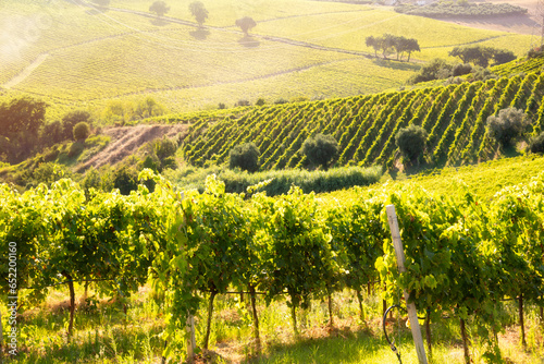 Countryside landscape with vineyard on hill lit by sun