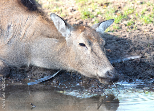 Fototapeta Naklejka Na Ścianę i Meble -  Père David's Deer or Milu (Elaphurus davidianus) drinking