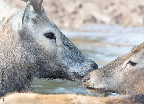 Fototapeta Naklejka Na Ścianę i Meble -  Père David's Deer or Milu (Elaphurus davidianus)
