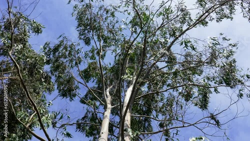 Top of eucalyptus tree with green foliage with blue sky photo