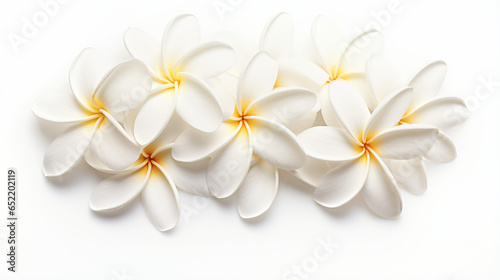 White frangipani flowers