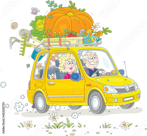 Happy grandpa and grandma in a small yellow car with a funny cat, grown ripe vegetables and garden instruments returning home from their summer cottage after summer vacation, vector cartoon