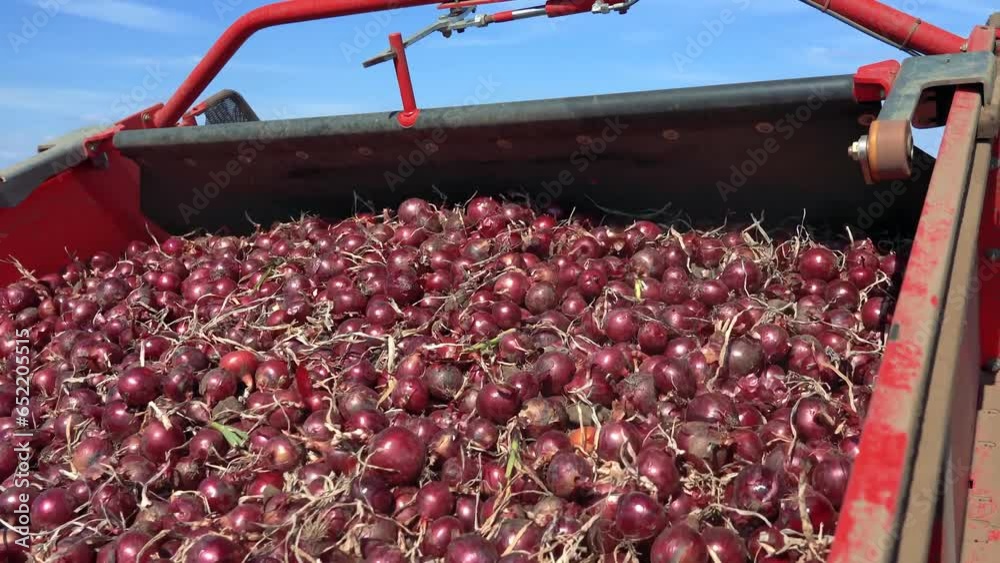Commercial Onion Harvesting. Harvest Campaign 2023. Harvesting And Transportation Of Onion Bulbs. Onion Harvester Loading Harvested Red Onion Into The Truck.